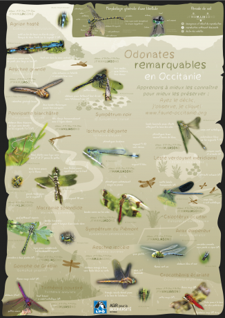 Poster "Odonates remarquables en Occitanie"